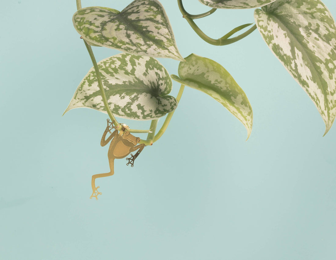 Tree Frog, Houseplant Decoration – Gift – Little Nell