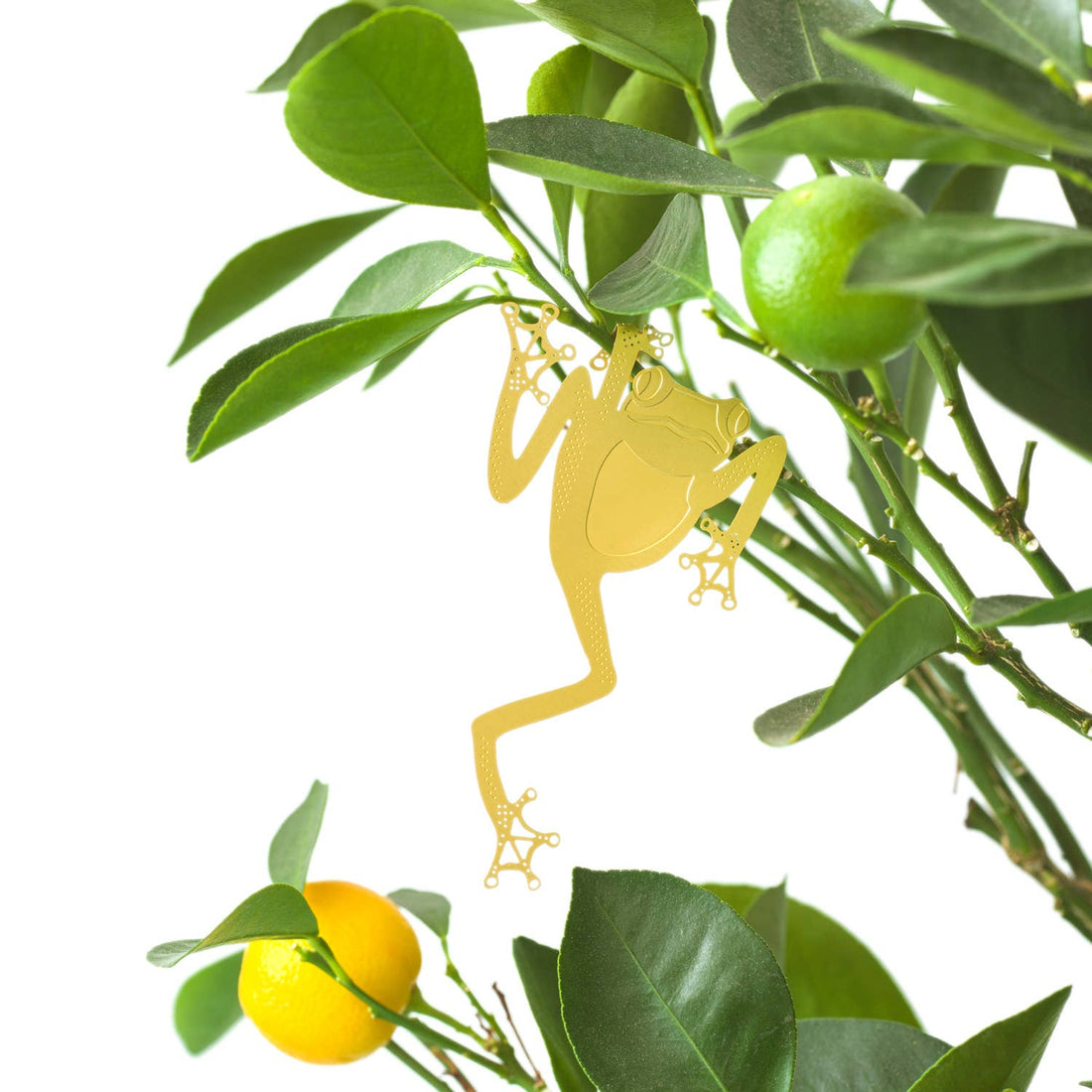 Tree Frog, Houseplant Decoration – Gift – Little Nell