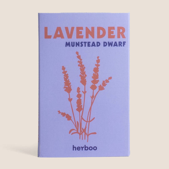 Lavender 'Munstead Dwarf' Seeds